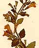 Calamintha officinalis Moench, inflorescens x8