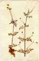 Calceolaria pinnata L., front