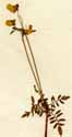Calceolaria pinnata L., närbild x2