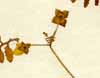Calceolaria pinnata L., blommor x3