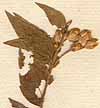 Calea jamaicensis L., blomställning x8