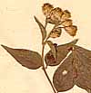 Calea jamaicensis L., blomställning x7