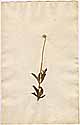 Calea oppositifolia L., framsida