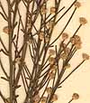 Calea scoparia L., inflorescens x8