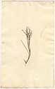 Calea scoparia L., framsida