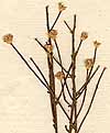 Calea scoparia L., blomställning x7