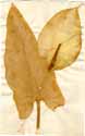 Calla aethiopica L., framsida