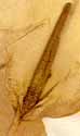 Calla aethiopica L., närbild x3