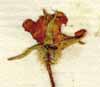 Campanula capensis L., blomma x8