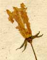 Campanula carpatica L., blomma x5
