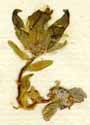 Campanula cenisia L., blomställning x8