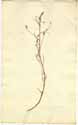 Campanula erinoides L., front