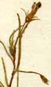 Campanula erinoides L., blommor x8