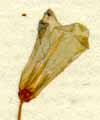 Campanula hederacea L., flower x8