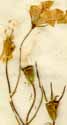 Campanula patula L., blommor x6