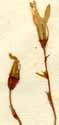 Campanula patula L., blommor x8