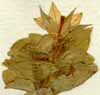 Campanula perfoliata L., blomma x8