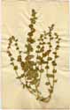 Campanula perfoliata L., framsida