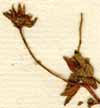 Campanula pentagonia L., flower x8
