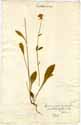Campanula persicaefolia L., front