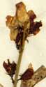 Campanula pyramidalis L., blommor x4