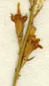 Campanula rapunculus L., blomställning x8