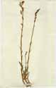Campanula rapunculus L., framsida