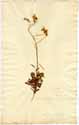 Campanula rotundifolia L., front