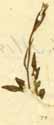 Campanula uniflora L., närbild x5