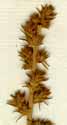 Camphorosma monspeliaca L., inflorescens x8