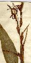 Canna angustifolia L., inflorescens x2