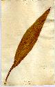 Canna angustifolia L., framsida