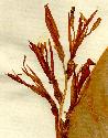 Canna indica L., inflorescens