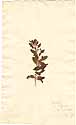 Capraria biflora L., framsida