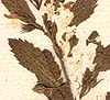 Capraria biflora L., inflorescens x3