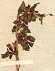 Capraria biflora L., blomställning x5