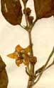 Capsicum annuum L., flower x5
