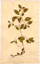 Capsicum frutescens L., front