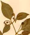 Capsicum frutescens L., blomställning x6
