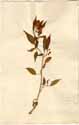 Capsicum frutescens L., framsida