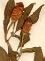Capsicum frutescens L., frukter x6