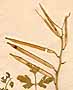 Cardamine graeca L., inflorescens x4