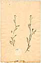 Cardamine parviflora L., framsida