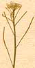 Cardamine parviflora L., blomställning x8