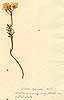 Cardamine pratensis L., närbild, framsida x2