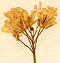 Cardamine pratensis L., inflorescens x8
