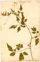 Cardiospermum halicacabum L., front
