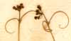 Cardiospermum halicacabum L., blomställning x8