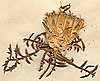 Carduncellus monspeliensium All., inflorescens