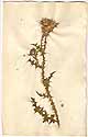 Carduus acanthoides L., front